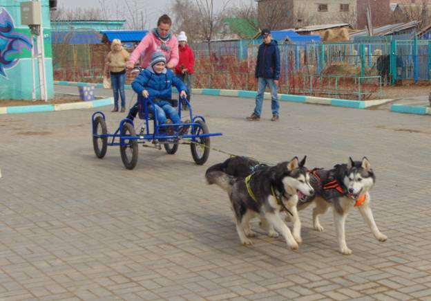 собачья упряжка